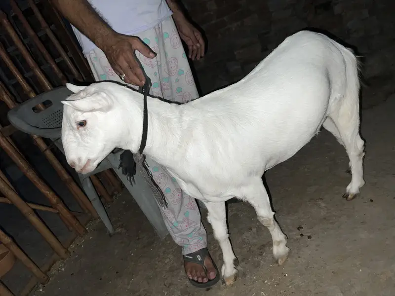 Teddy Russian female goat for sale — photo 3