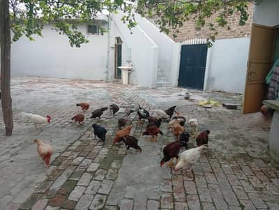 hens and cock