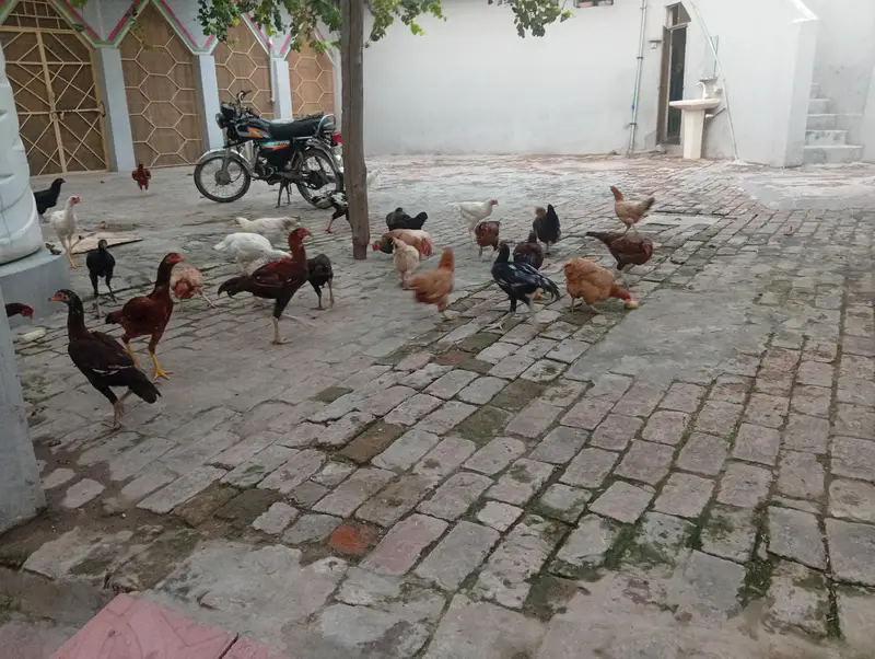 hens and cock — photo 2