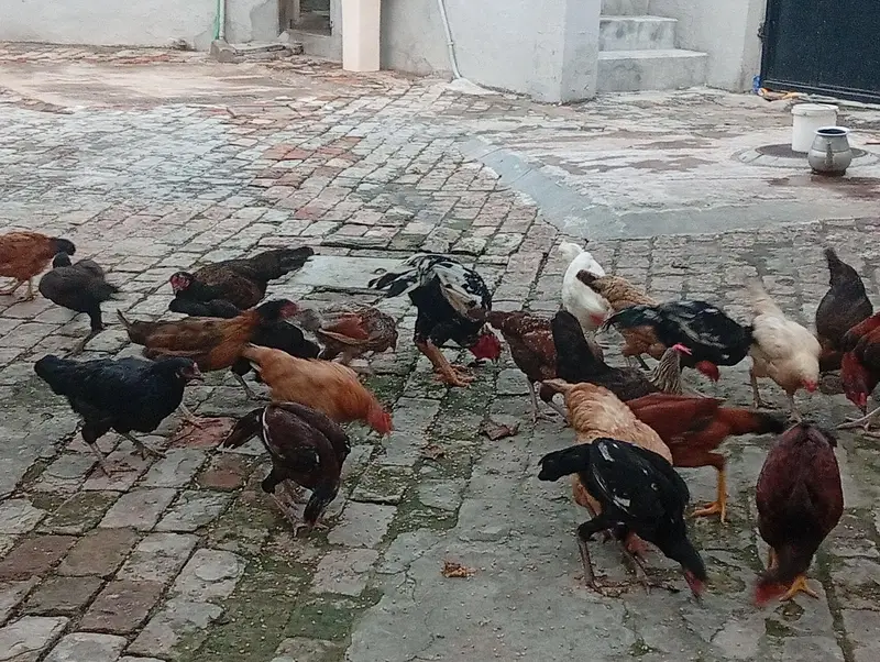 hens and cock — photo 3