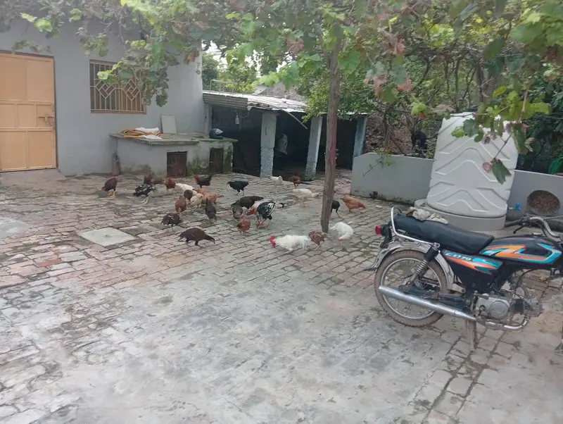 hens and cock — photo 4