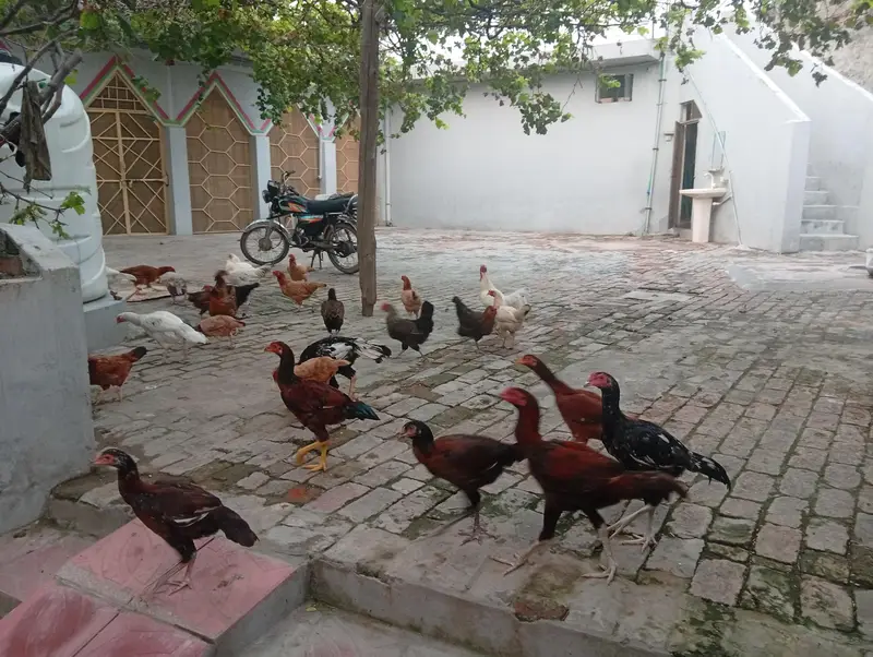 hens and cock — photo 5