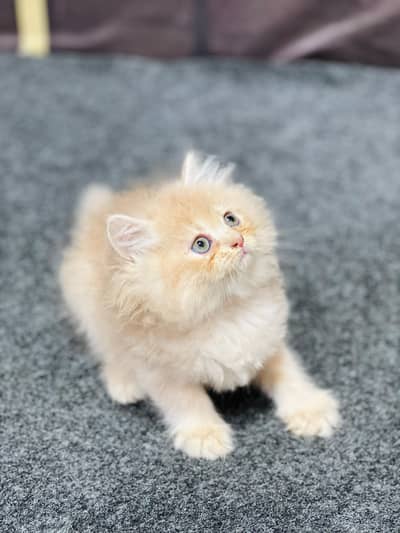 cash on deliveryparshion kitten cat male and female British
