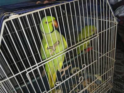 Ringneck Male