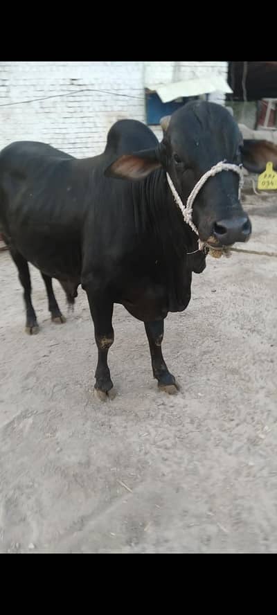 pure black wacha