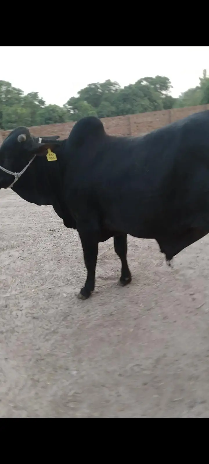 pure black wacha — photo 2