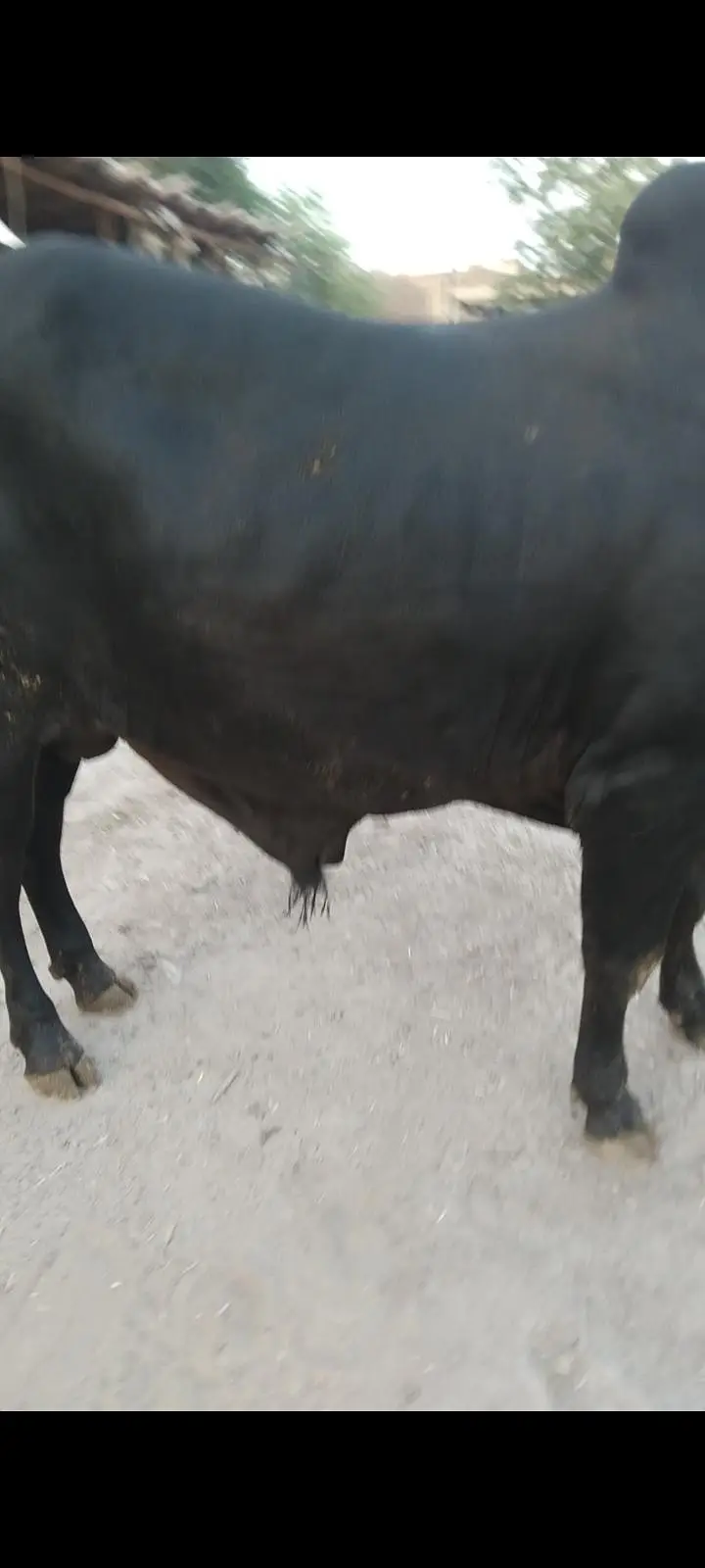pure black wacha — photo 5