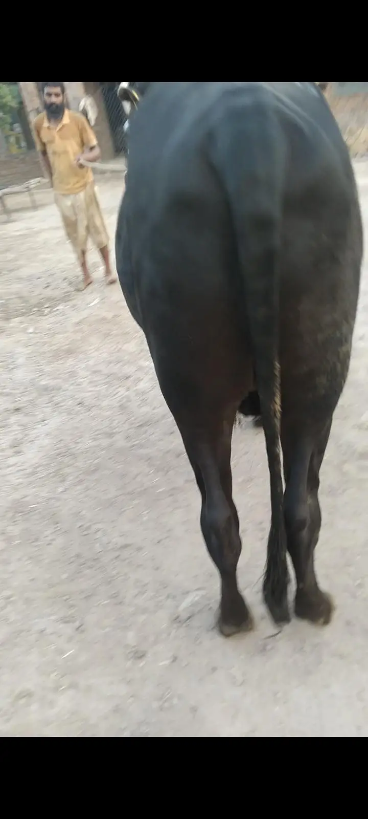 pure black wacha — photo 6