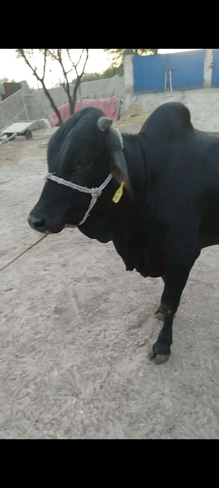 pure black wacha — photo 7