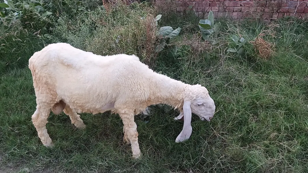 Sheep  for sale — photo 4