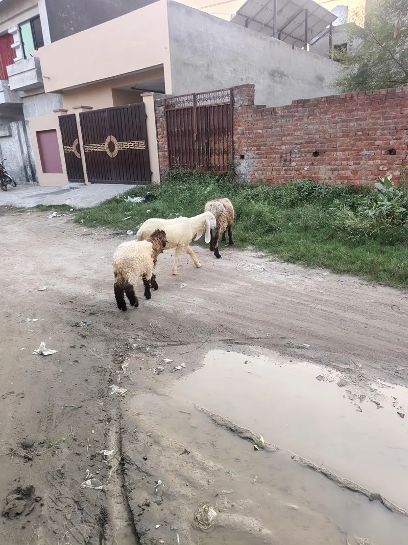 Sheep  for sale — photo 10
