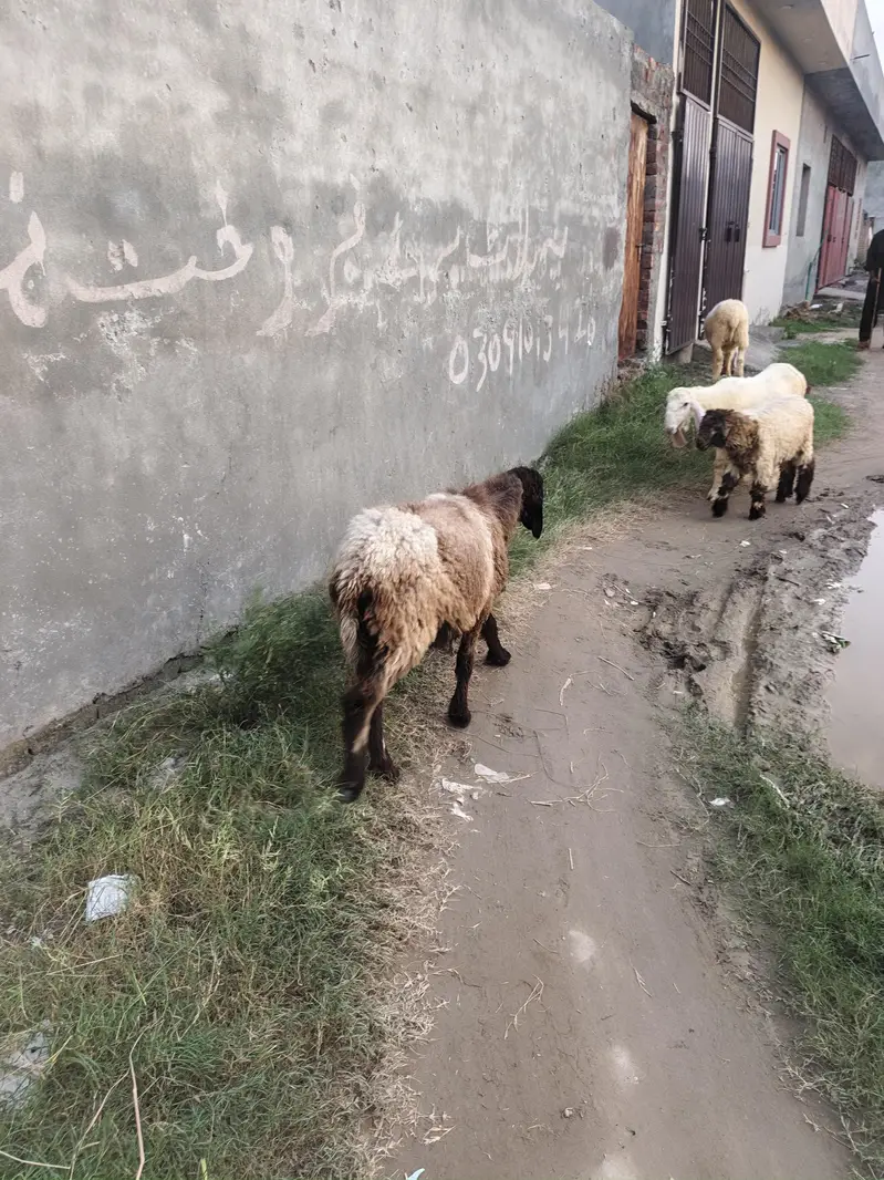 Sheep  for sale — photo 11