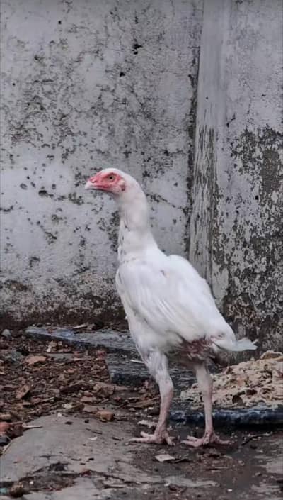 Paper white female pawon pr b pr. ha for sell Whatsapp: 03159640025