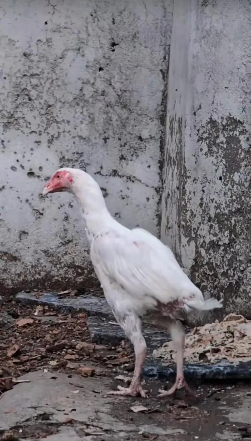 Paper white female pawon pr b pr. ha for sell Whatsapp: 03159640025 — photo 2