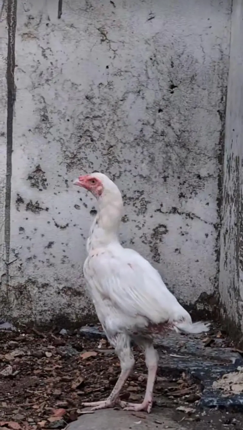 Paper white female pawon pr b pr. ha for sell Whatsapp: 03159640025 — photo 3