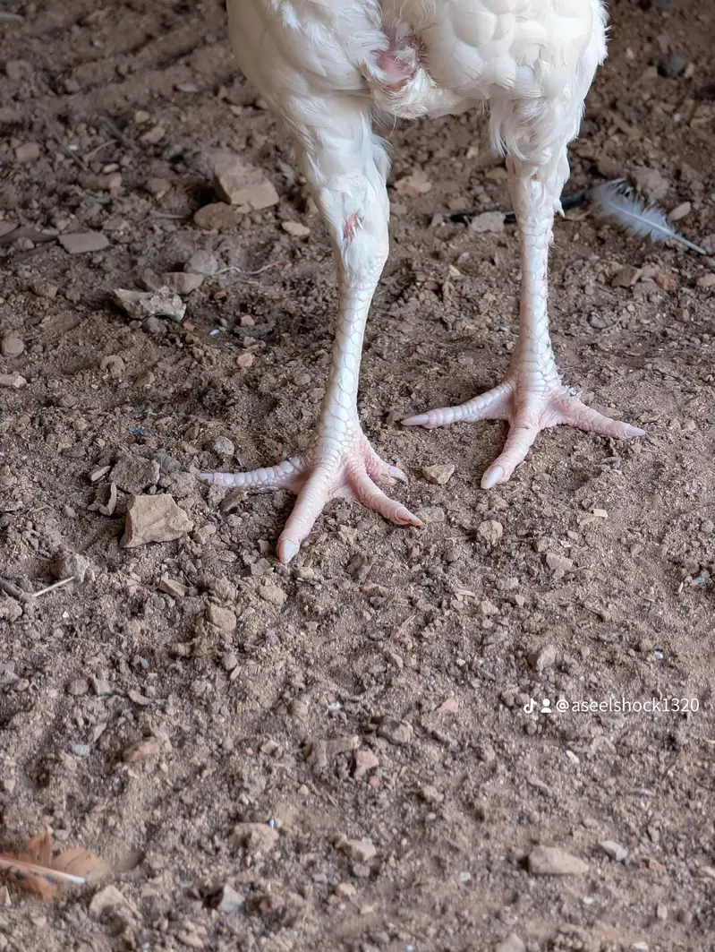 Paper white female pawon pr b pr. ha for sell Whatsapp: 03159640025 — photo 4