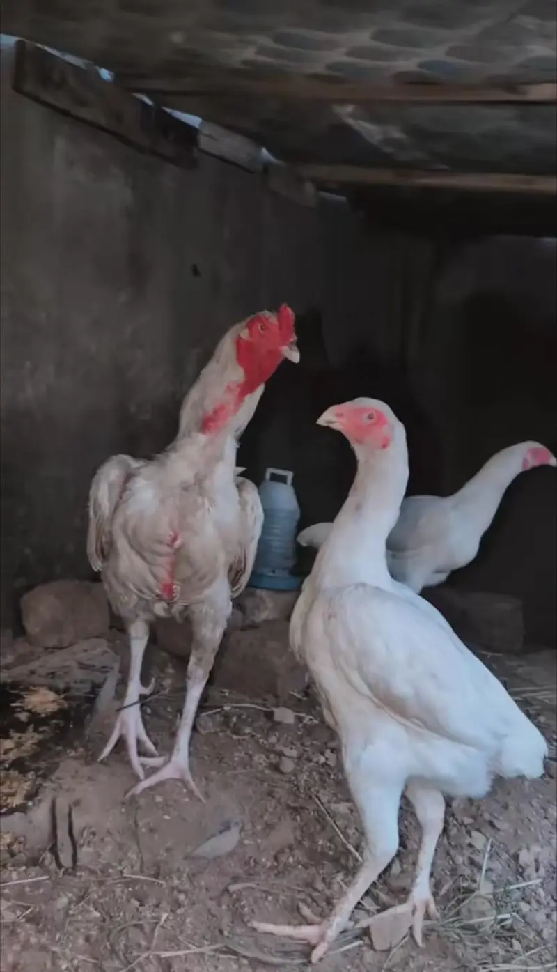 Paper white female pawon pr b pr. ha for sell Whatsapp: 03159640025 — photo 5