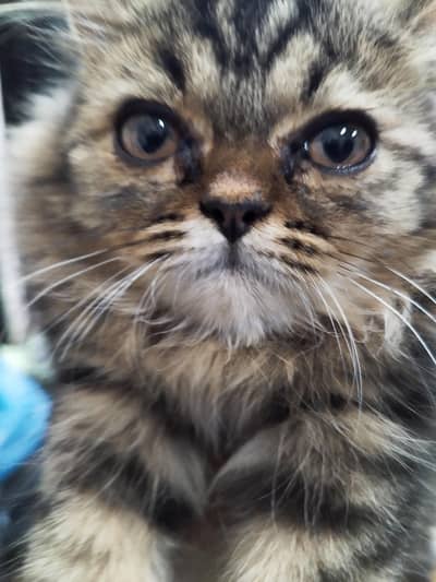 Persian Kitten