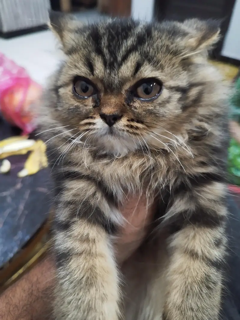 Percian Kitten 4 Moths Hyper Active — photo 2