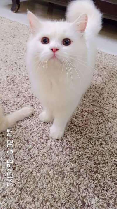 PAIR OF PERSIAN CATS TRIPLE COAT