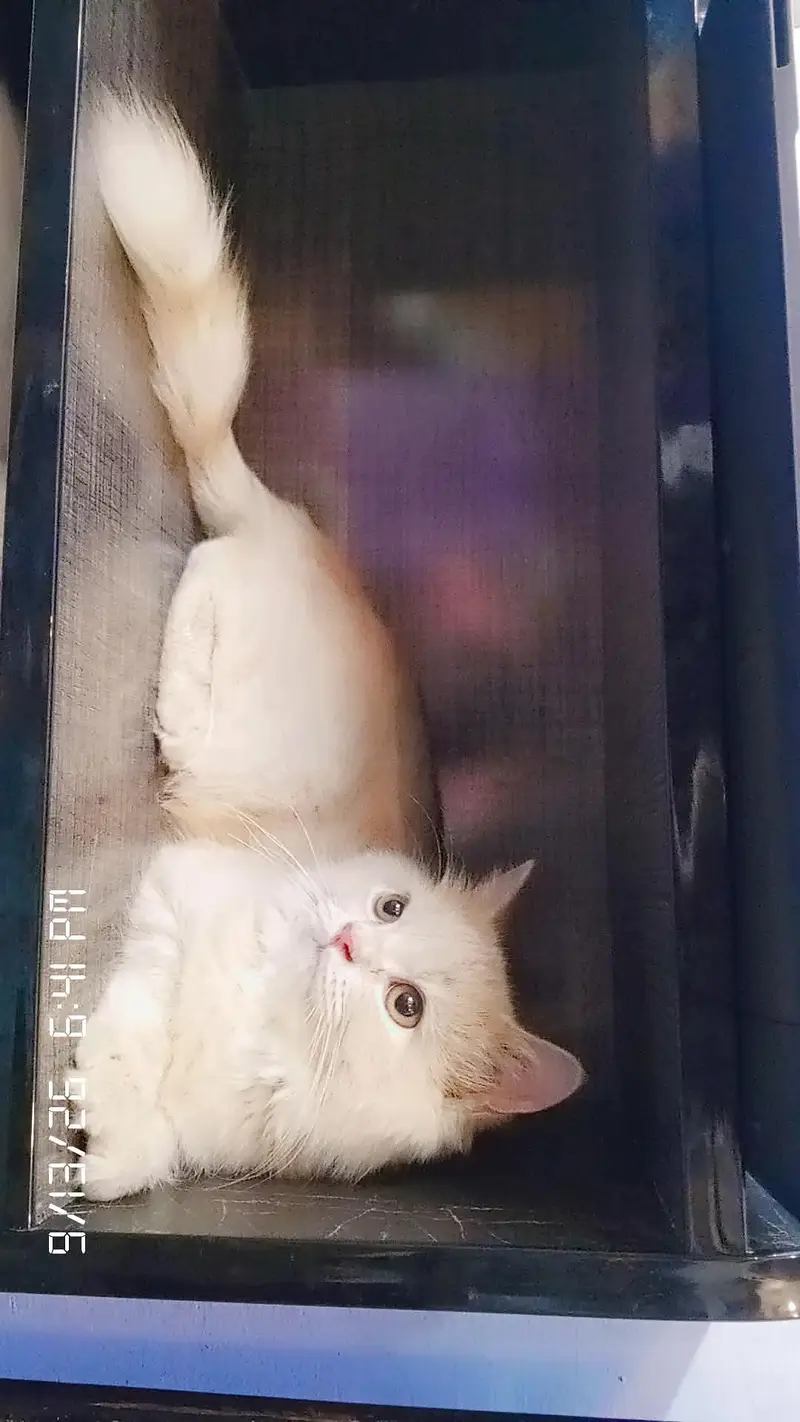 PAIR OF PERSIAN CATS TRIPLE COAT — photo 2