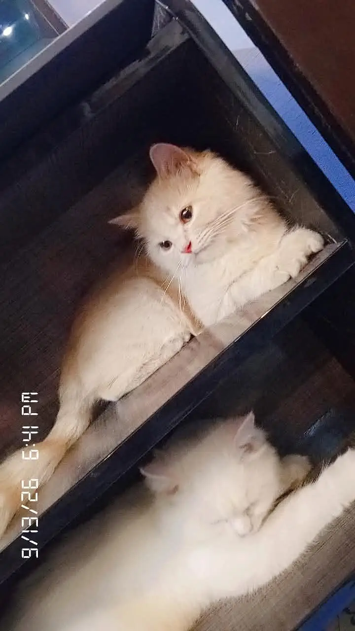PAIR OF PERSIAN CATS TRIPLE COAT — photo 3