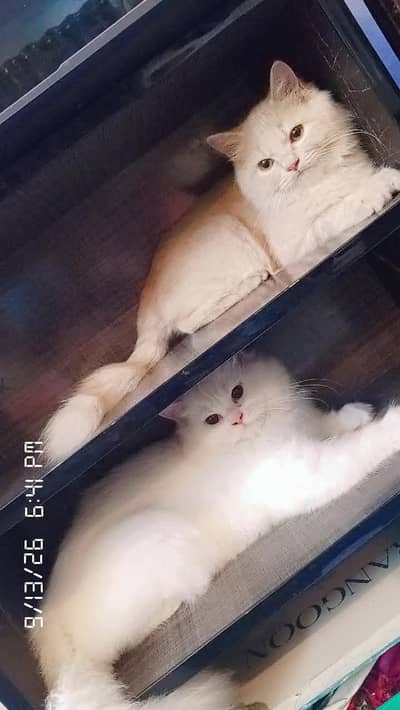 PAIR OF PERSIAN CATS TRIPLE COAT