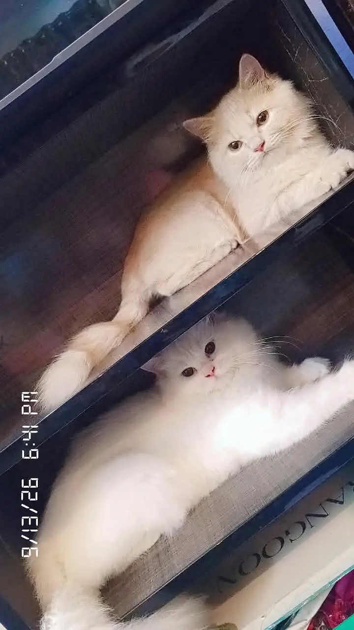 PAIR OF PERSIAN CATS TRIPLE COAT — photo 4