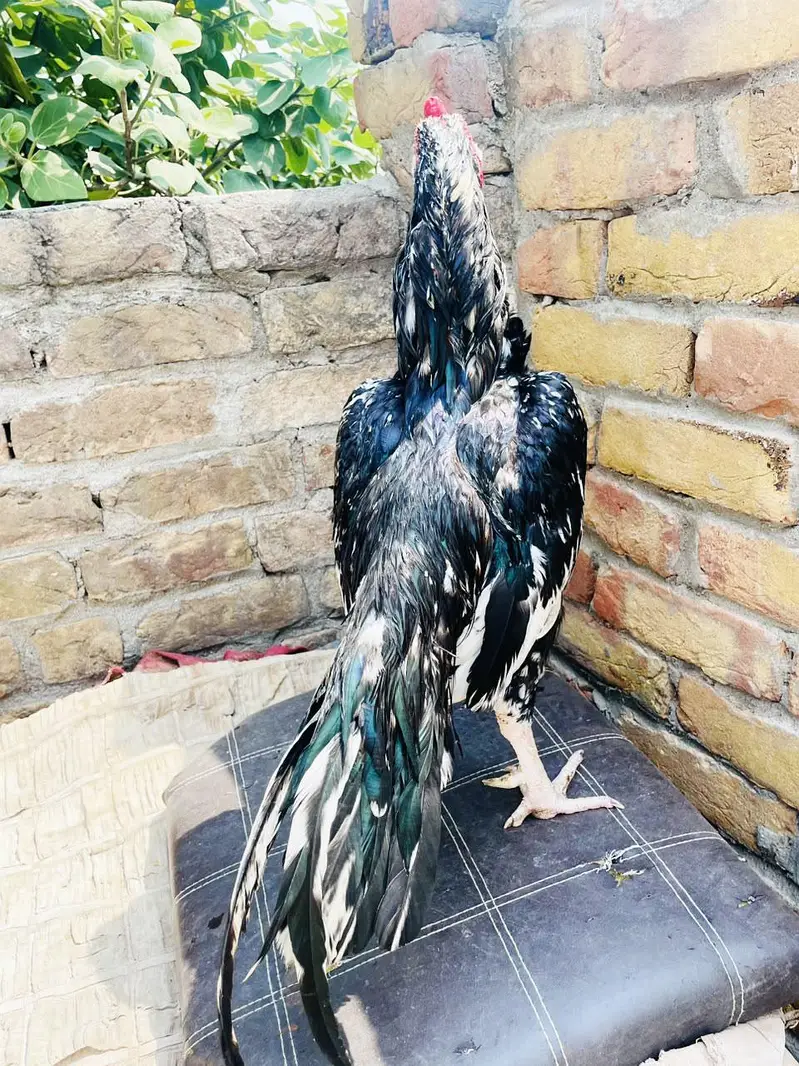 Mushka Lasani { One EYE } Breeder — photo 2