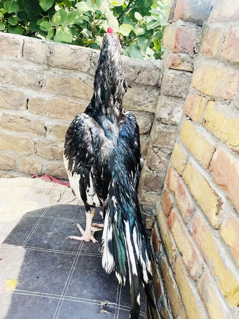 Mushka Lasani { One EYE } Breeder — photo 3