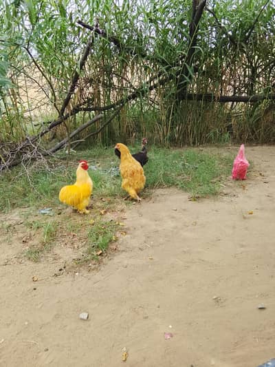 beautiful hens