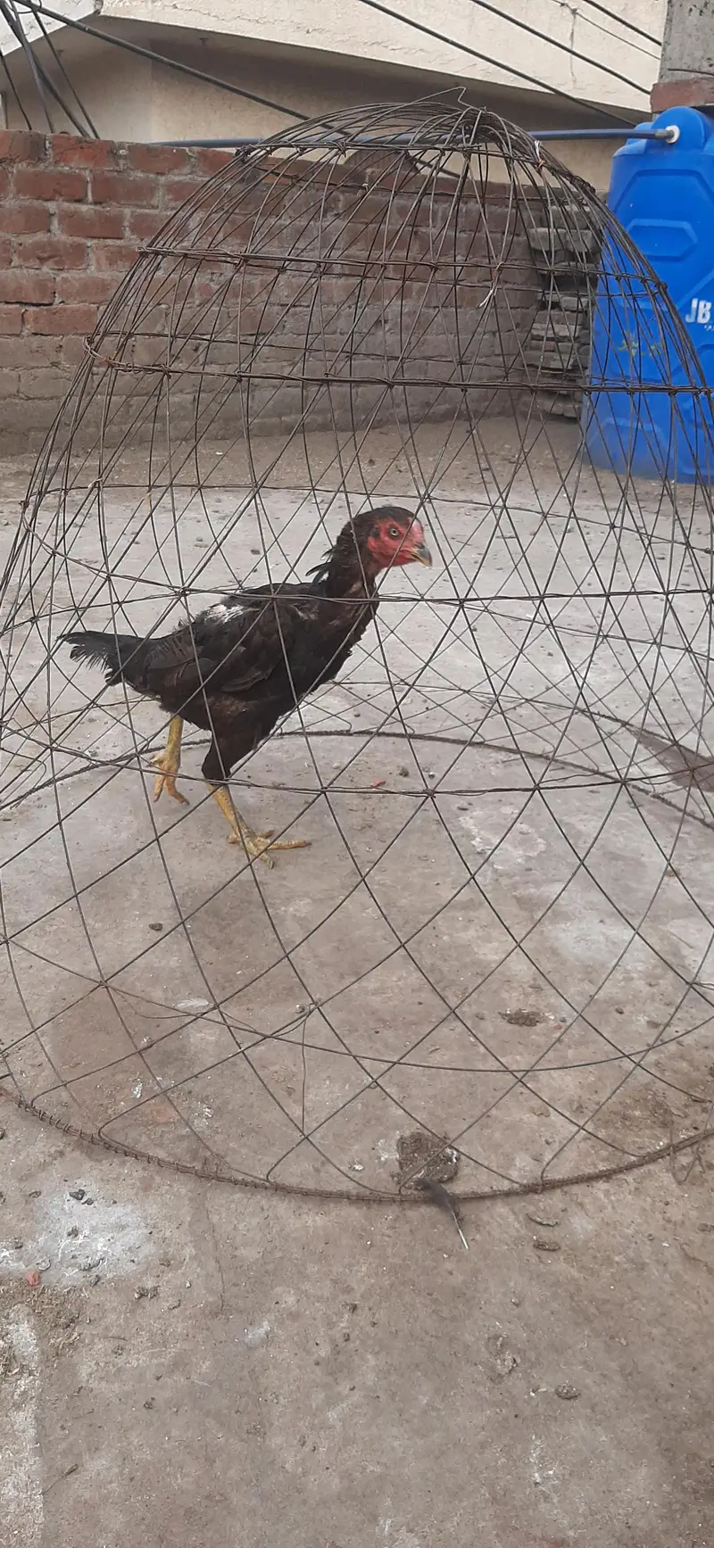 Shamu pathi or thi murgi — photo 5