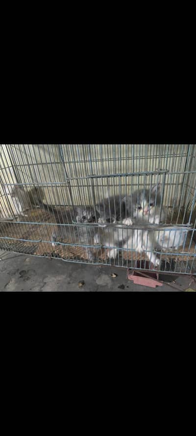 pure persian triple coated