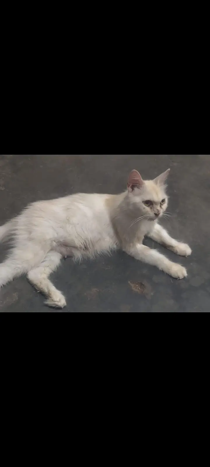 pure persian triple coated — photo 3