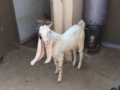 pure gulabi goat