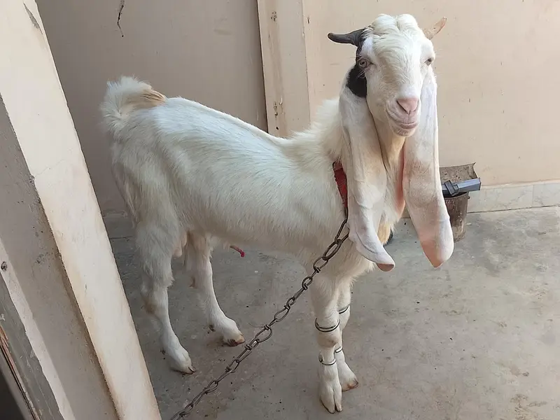 pure gulabi goat — photo 2