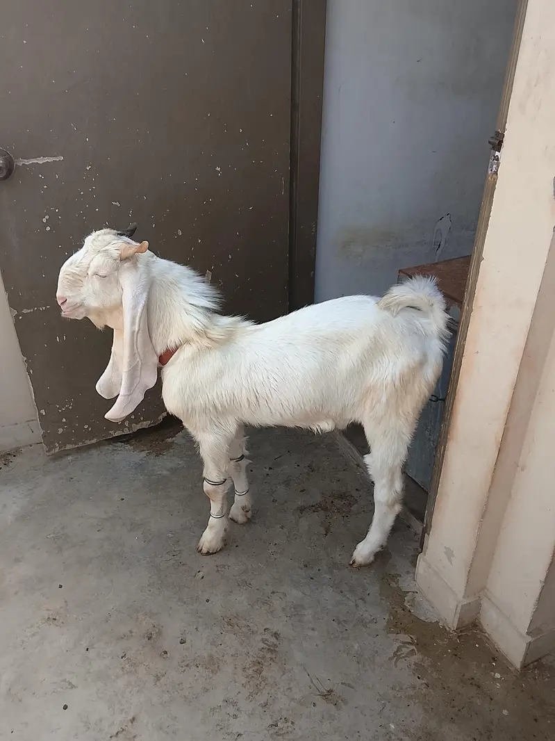 pure gulabi goat — photo 3
