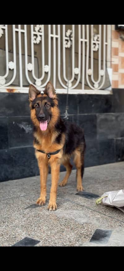 German shepherd dog black mass