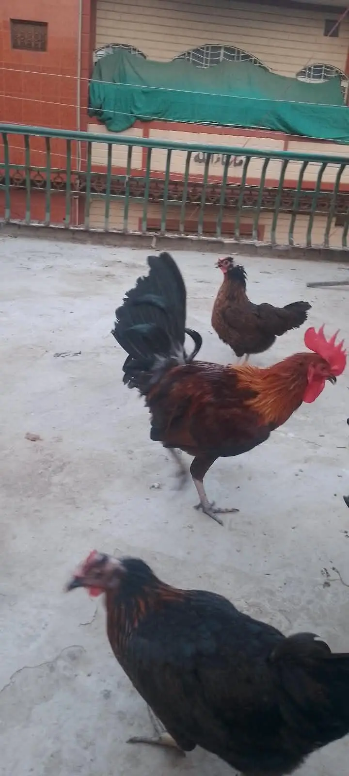 2  cook Hain Ghar ke paly hua — photo 2
