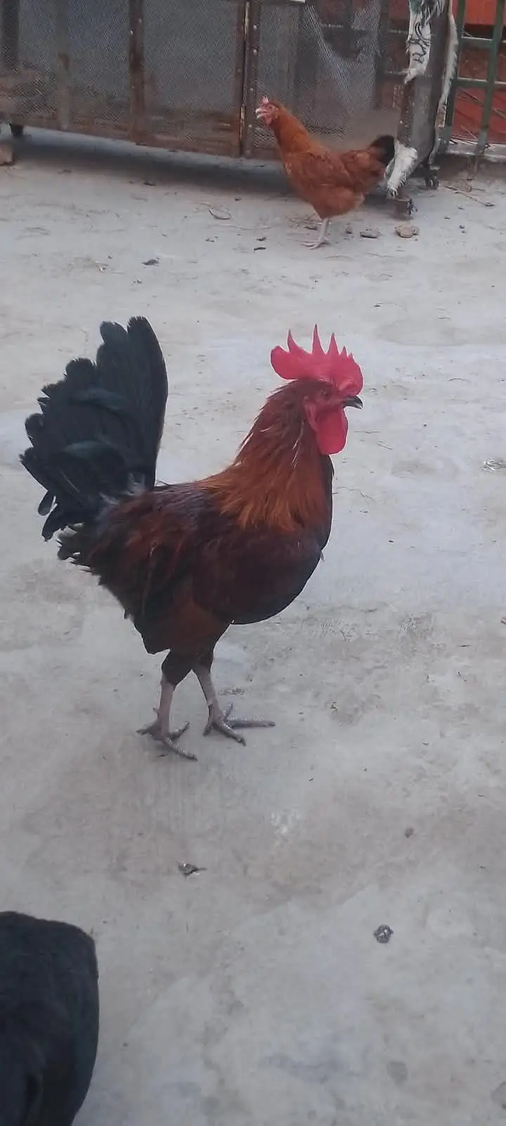 2  cook Hain Ghar ke paly hua — photo 3