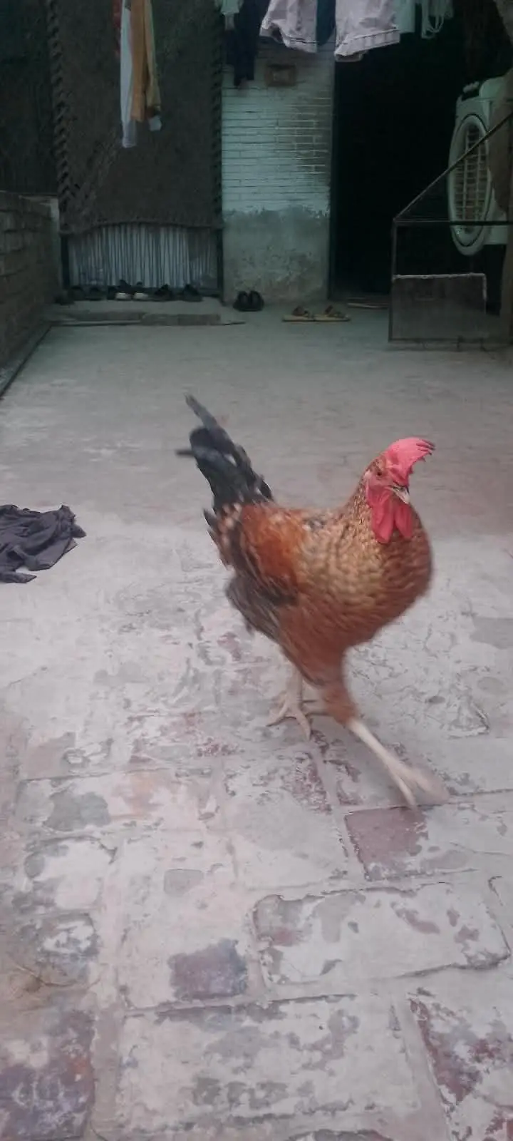 2  cook Hain Ghar ke paly hua — photo 4