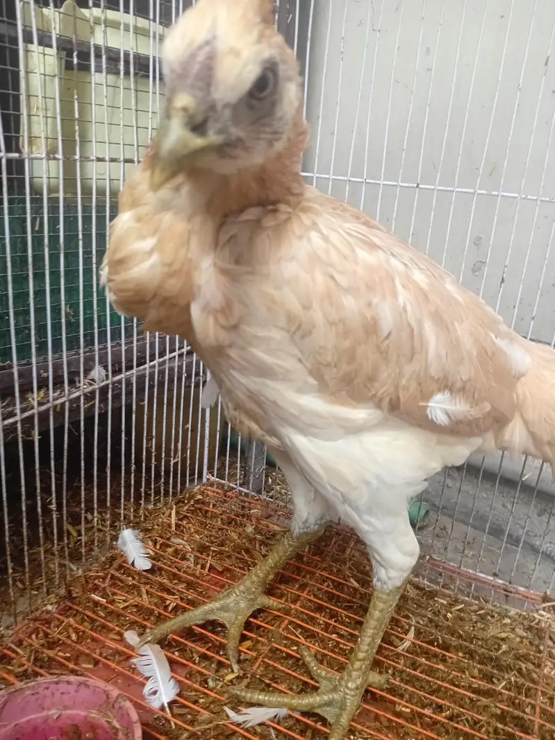 White dragon pathi for sale hy — photo 4