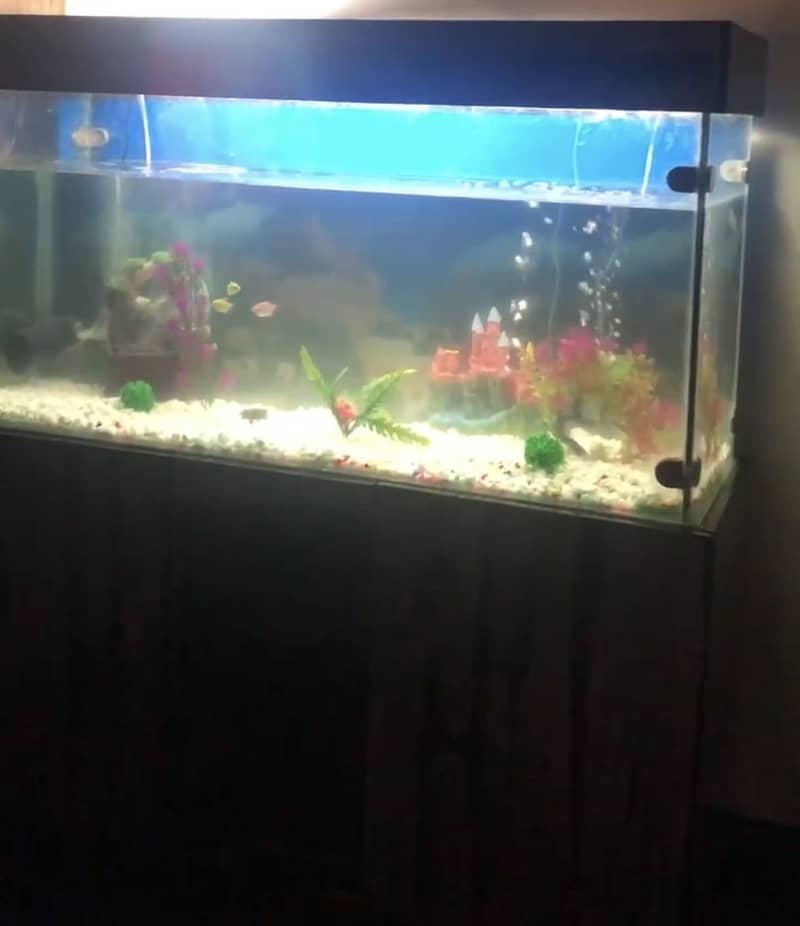 Solid aquarium 1
