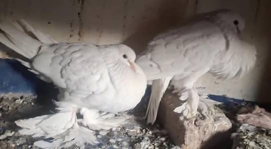 White Ghubara Breeder pair pair for sale.
