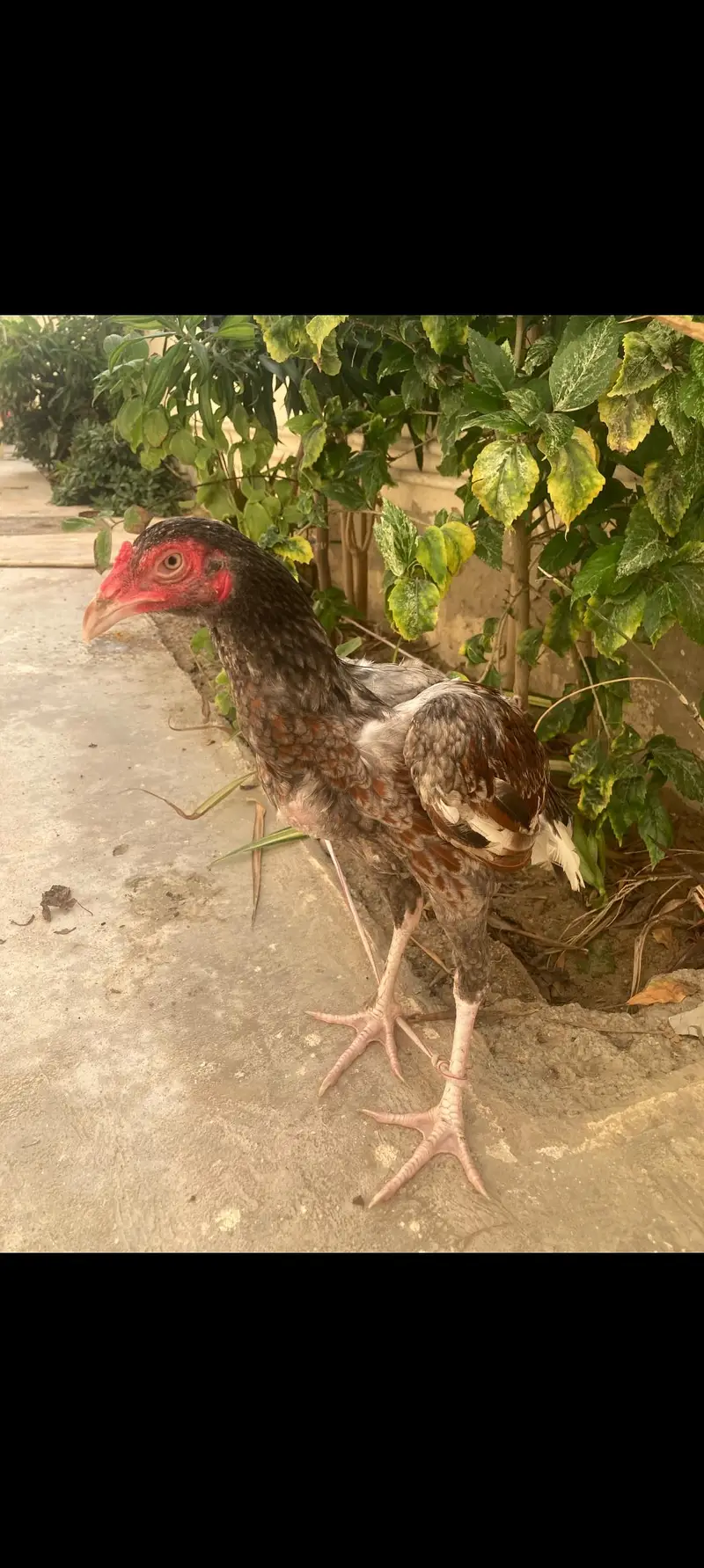 aseel nasli murgha — photo 2