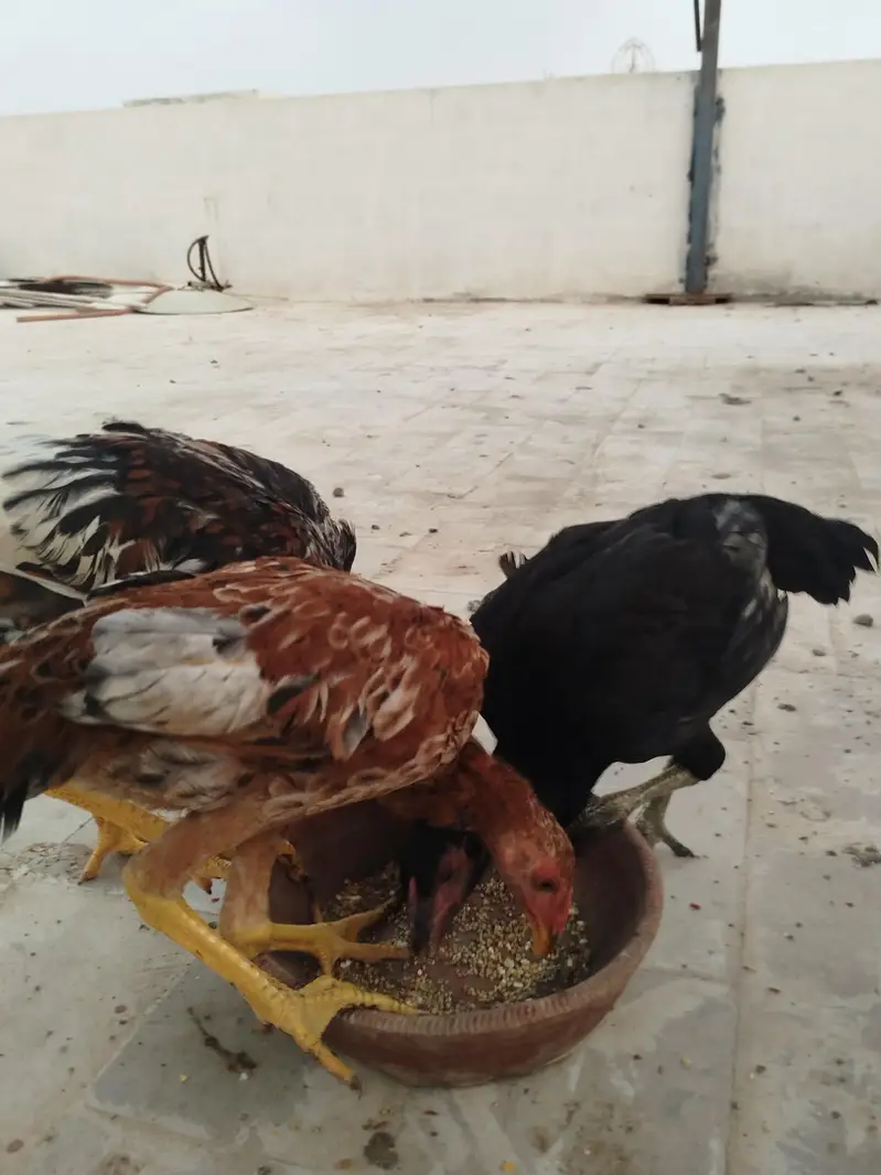 aseel chicks long height — photo 2
