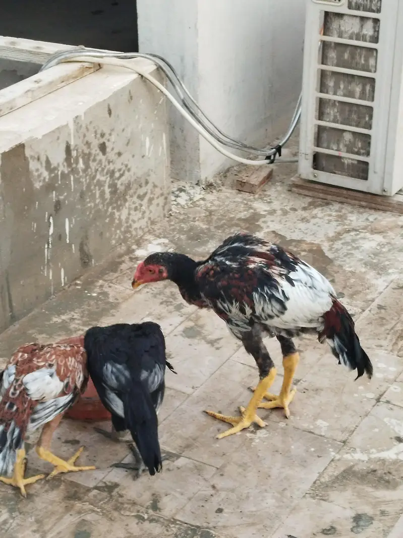 aseel chicks long height — photo 3