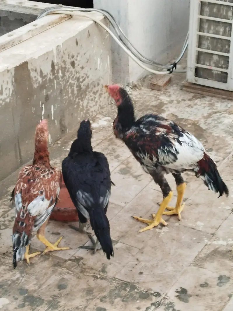 aseel chicks long height — photo 4