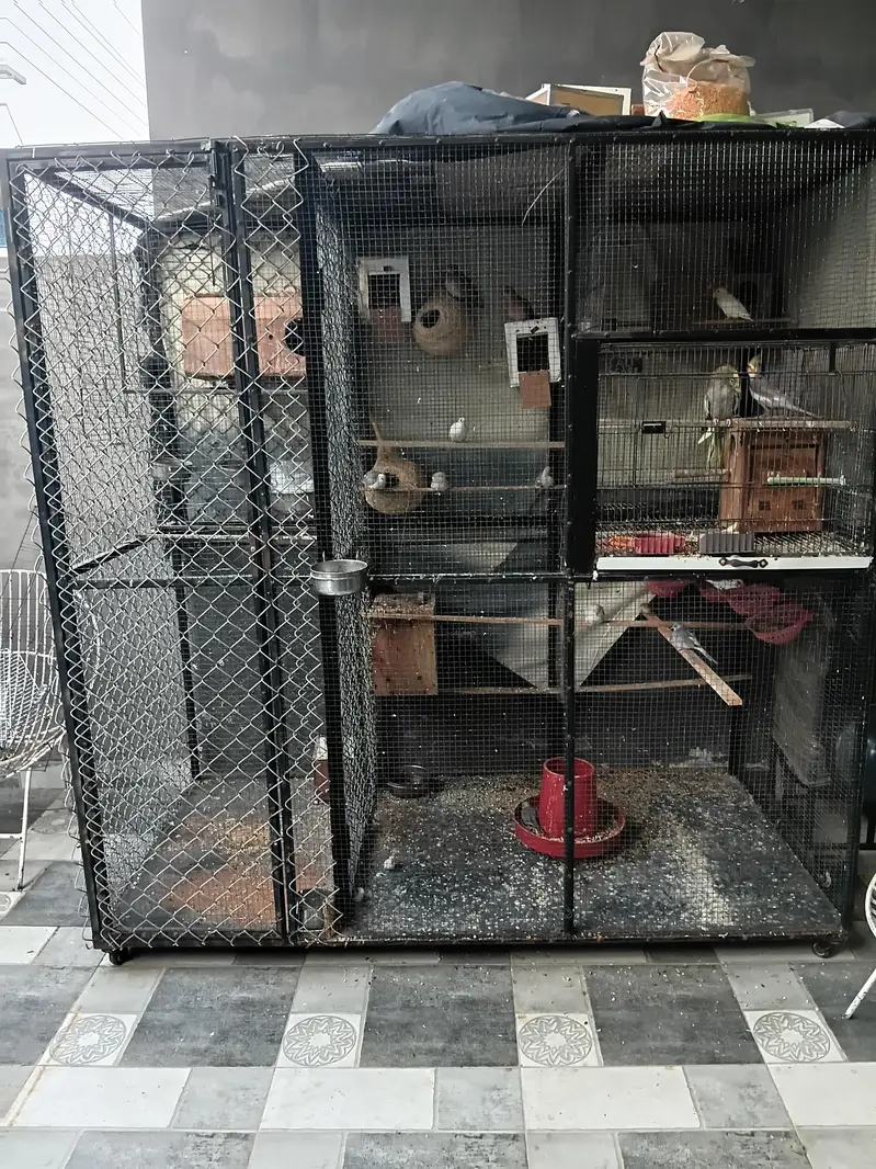 bird cage for sale very strong and good — photo 2
