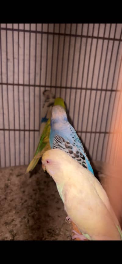 3 Asstalian pair